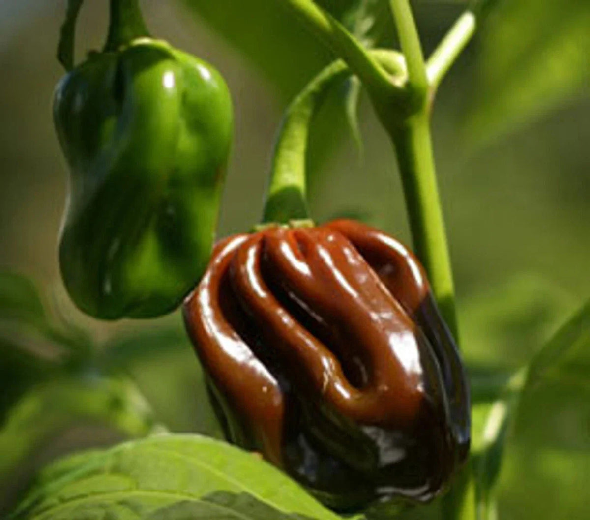 Chocolate Habanero Pepper Seeds - Extremely Hot Jamaican Jerk Variety, Capsicum chinense, Spicy Culinary Seeds