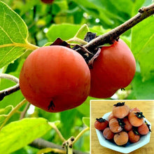 Persimmon Tree Seeds - Sugar Plum Variety - Cold Hardy Diospyros Virginiana - Fruit Plant for Zones 4-9