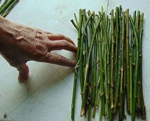 50 Thin Hybrid Willow Tree Cuttings | Salix × sepulcralis | 1/4 Inch or Smaller