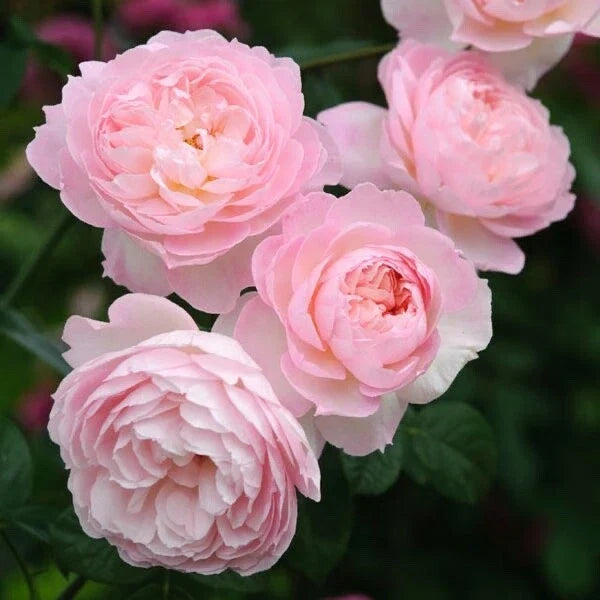 David Austin Rose Cuttings 3-Pack | Retired Heritage Variety for Rooting | Fragrant Garden Roses