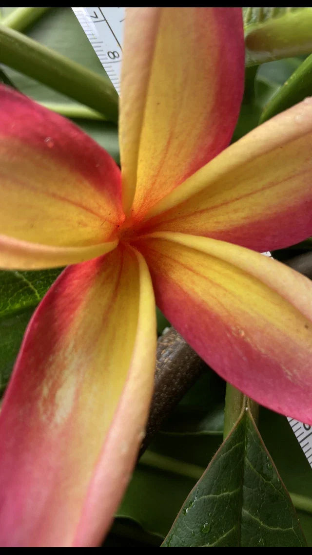 Hawaiian Plumeria Plant Set of 5 | Frangipani Yellow Pinkish Blend | Plumeria rubra Tropical Garden Flowers