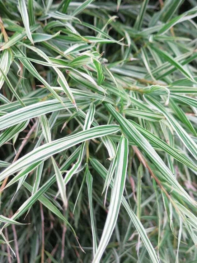50 Bamboo Seeds Dwarf Malay Variegated Privacy Plant Garden Clumping Shade Screen (Bambusa vulgaris)