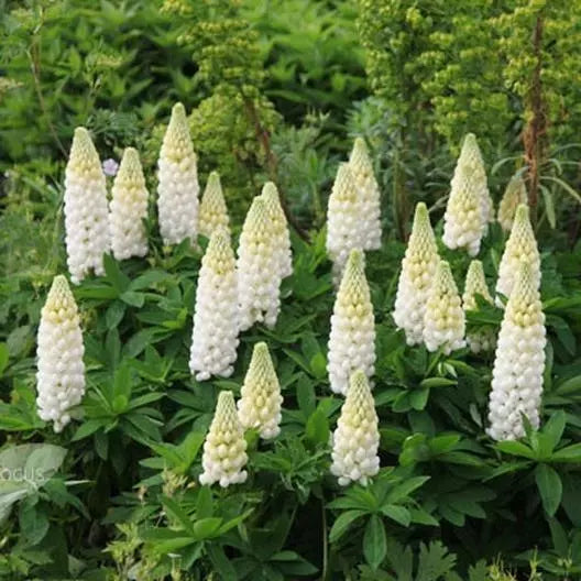 Russell Lupine Seeds - Noble Maiden White Perennial Flower Pack of 50 Non-GMO Pollinator Attracting Seeds