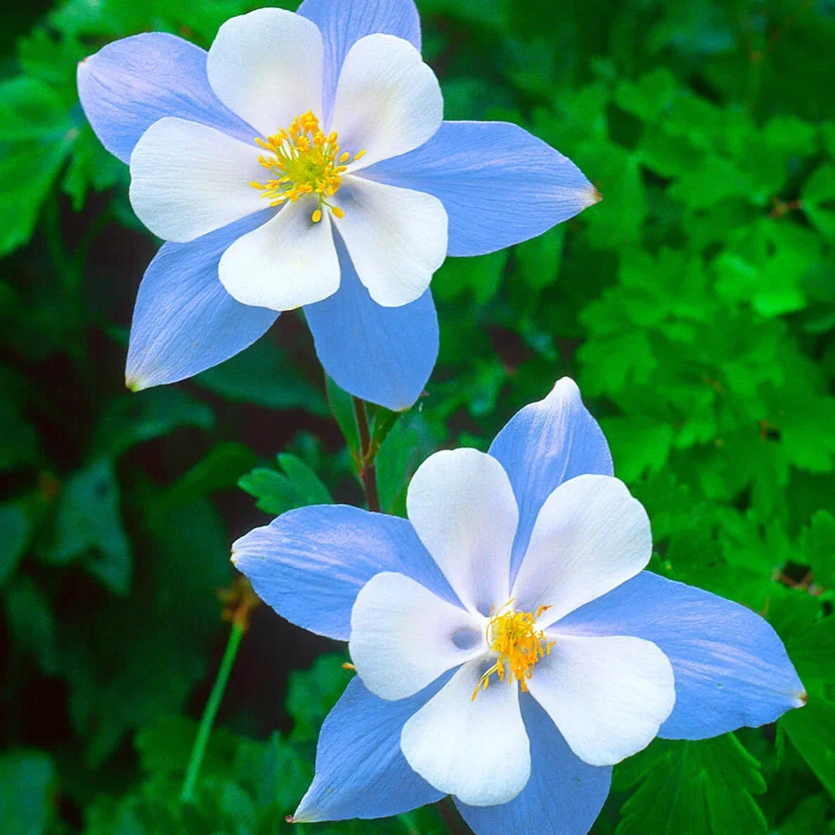 Blue Star Columbine Seeds - Non-GMO Aquilegia caerulea Flowering Perennial Seeds for Garden Planting