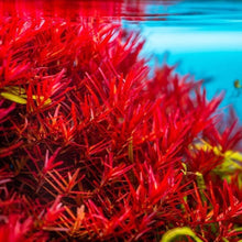 Rotala Vietnam H'Ra Live Aquatic Plant Bundle for Aquarium or Pond, Easy Care, Lush Green Growth, Freshwater, Brackish Water