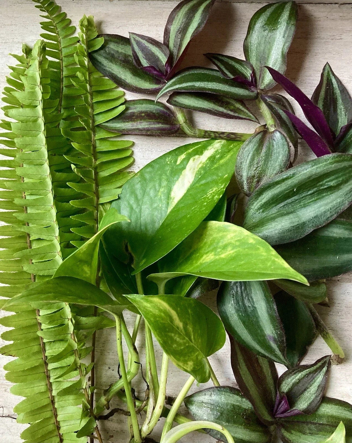 Rooted Houseplant Cuttings - 15 Varieties for Indoor Garden, Easy Care Green Plants, Home Decor, Propagation, Multiple Species