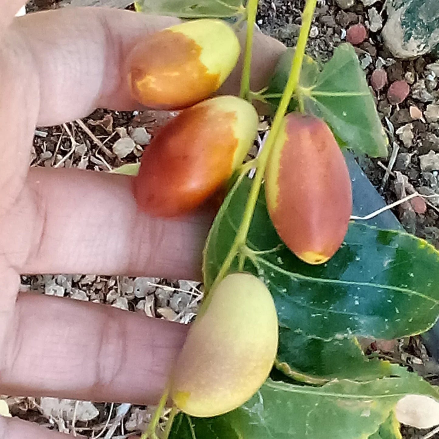 Tsao Jujube Tree Cutting 8" Grafting Scion Wood Ziziphus jujuba No-Root