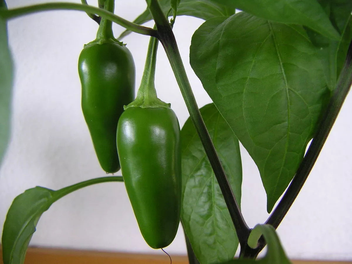 Jalapeno Pepper Seeds - Non-GMO Vegetable Seeds - Capsicum annuum - Spicy Hot Peppers for Salsas & Cooking