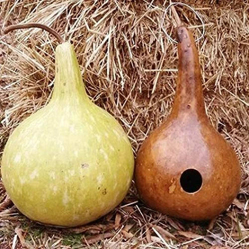 Bottle Gourd Seeds 10 Pack - Lagenaria siceraria Rare Climbing Vine