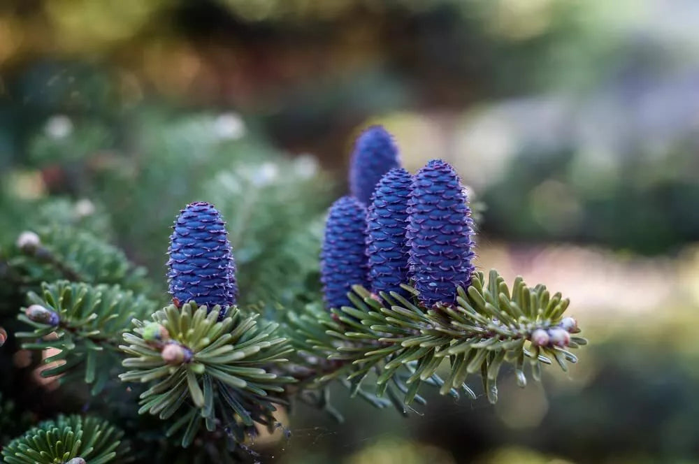 Korean Fir Tree Seeds - 20 Pack - Abies koreana with Blue Cones - Ships from Iowa
