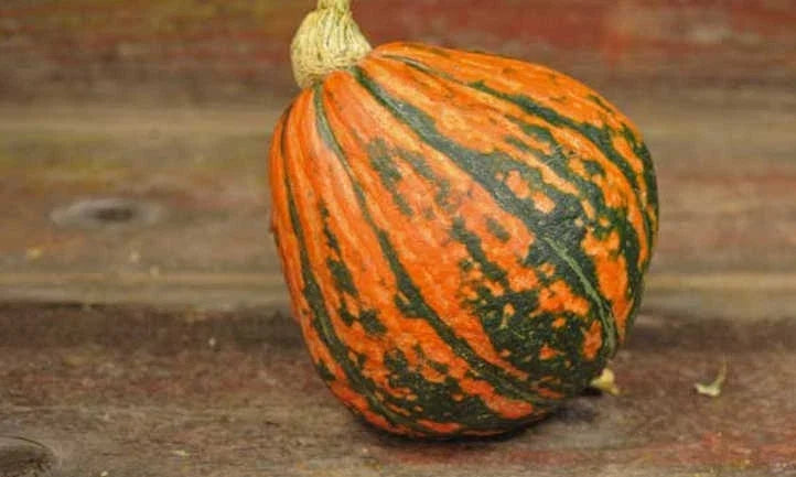 Lakota Winter Squash Seeds - Organic Heirloom Cucurbita pepo, Nutty Flavor, Vining, Full Sun, Non-GMO, 20 Seeds