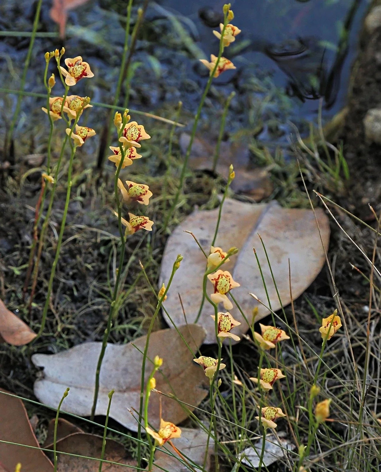 Utricularia fulva Bare Root Aquatic Carnivorous Plant 1" Plug for Water Gardens & Aquariums