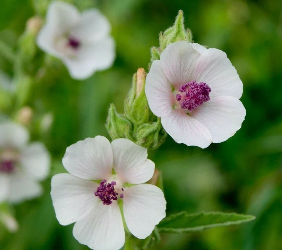 Marshmallow Seeds 50+ Pack, Althaea Officinalis, Perennial Herb, Organic, Non-GMO, Garden Plant, Pink & White Flowers