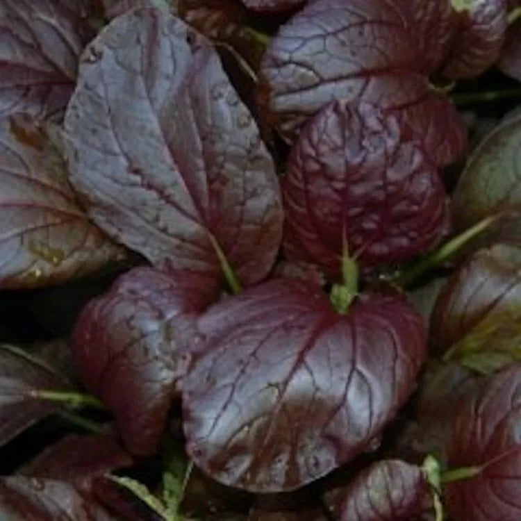 Gourmet Purple Hybrid Pak Choi Seeds - 300 Count, Brassica rapa Chinensis, Nutrient-Rich, Fast-Growing, Non-GMO, Home Garden