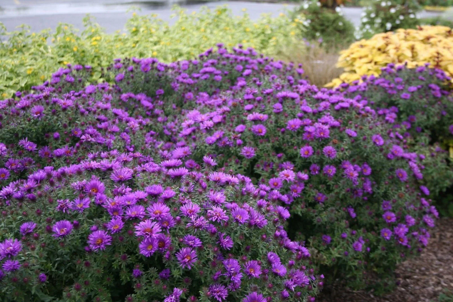 New England Aster Live Starter Plant 3-6" Purple Dome Aster novae-angliae Native Wildflower Pollinator Attractant