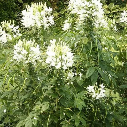 Cleome WHITE QUEEN Spider Plant Seeds – Non-GMO, Pollinator Friendly, 200 Pack, Annual, Full Sun, Garden Flower, Cleome hassleriana