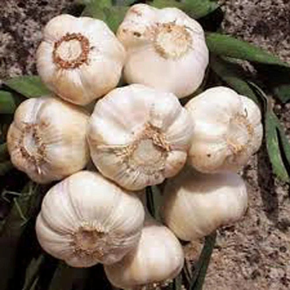 Fresh California Softneck Garlic Bulbs - 10 Bulbs Allium sativum for Planting & Growing, Organic, Non-GMO