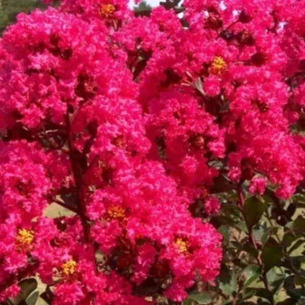 Crape Myrtle Cuttings 8 Pack Lagerstroemia indica Heirloom Deep Rich Pink Garden Propagation