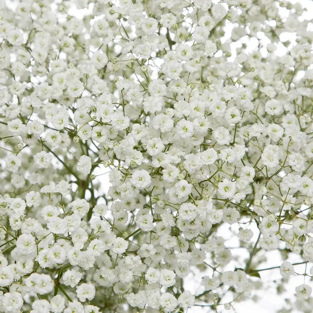Baby's Breath Seeds Bulk Packet | Non-GMO Gypsophila elegans for Gardens & Floral Arrangements