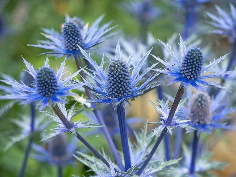 Blue Thistle Seeds - 25 Rare Swiss Alps Eryngium caeruleum Seeds for Garden