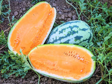 Tendersweet Orange Watermelon Seeds - 25+ Heirloom NON-GMO Seeds - Citrullus lanatus