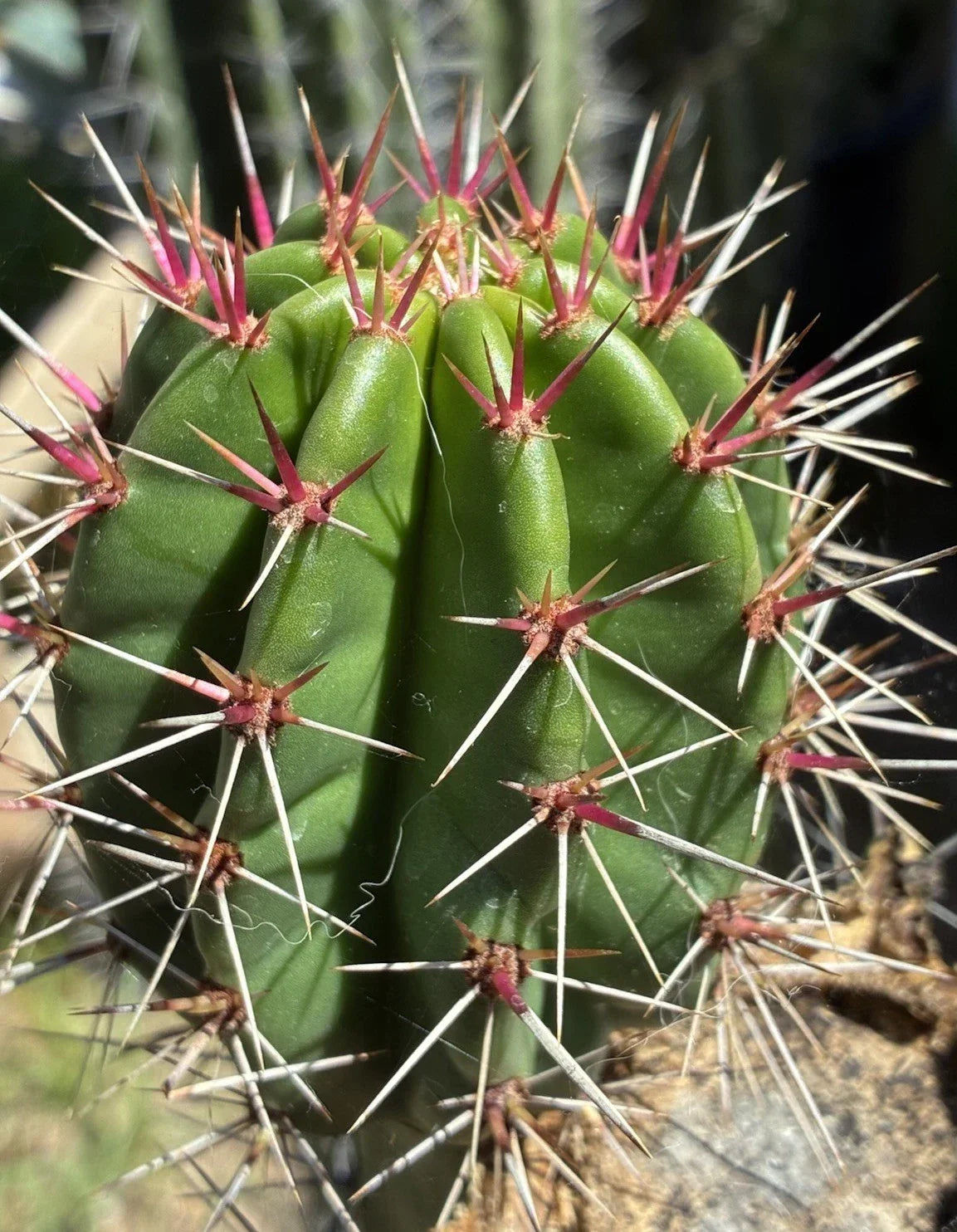 Stenocereus Queretaroensis Cutting – Live Succulent Plant, Pitaya Cactus, Columnar Succulent, Cactaceae Variety