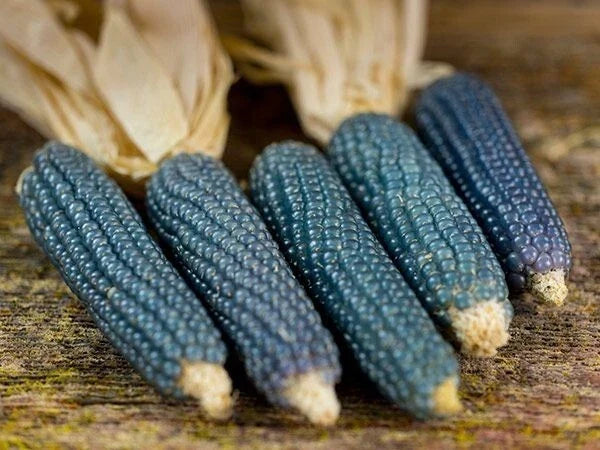 Blue Miniature Popcorn Seeds – Non-GMO Zea mays for Home Garden, Compact, Blue Kernels, Edible Corn Seeds, 25 Count