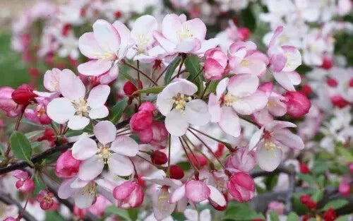 Malus floribunda Crabapple Seeds – 25+ USA Grown Seeds for Garden and Landscaping