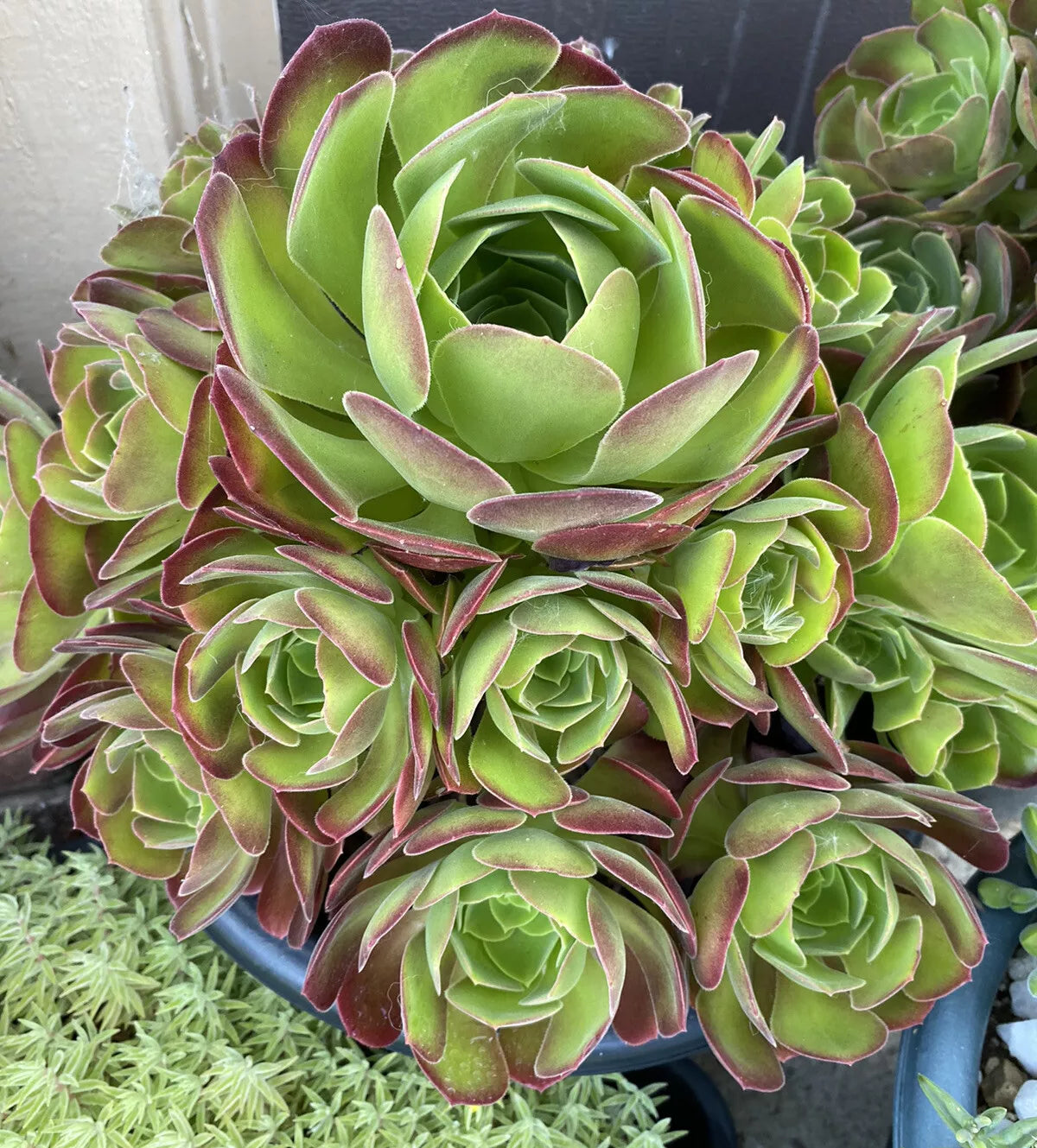 Aeonium Succulent Cutting - Large Variety, Bright Green to Burgundy, Aeonium arboreum, Indoor & Outdoor Plant