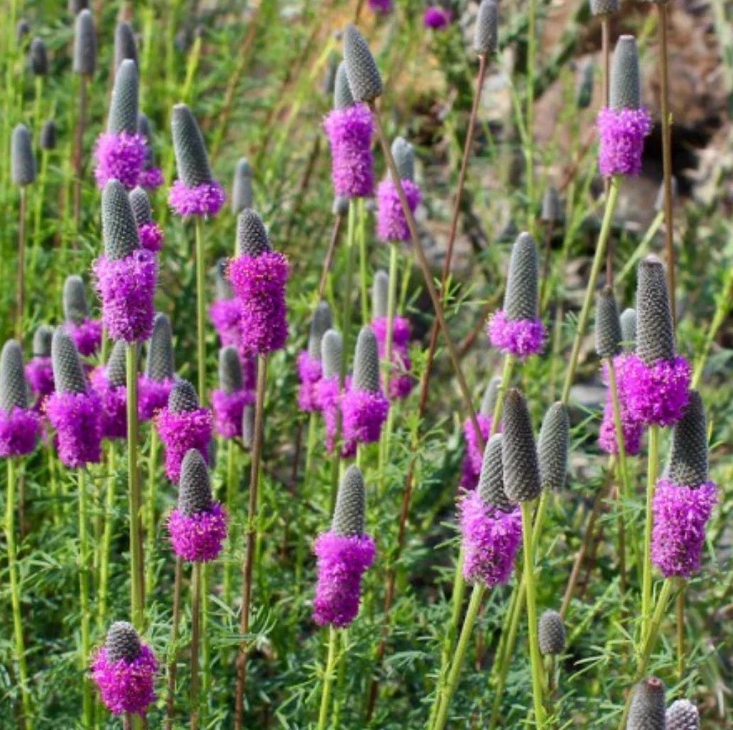 Purple Prairie Clover Seeds - Native Wildflower Perennial - Dalea purpurea - Attracts Pollinators - Free Shipping