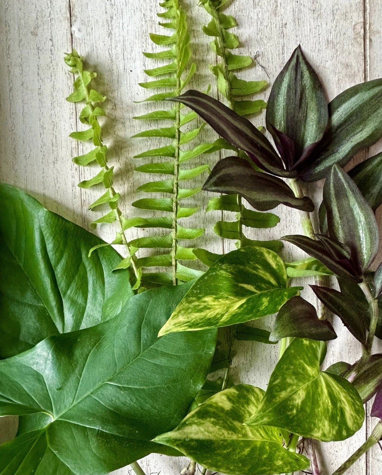 12 Rooted House Plant Cuttings Set – Pothos, Wandering Jew, Arrowhead, Ferns – Indoor Plant Starter Collection