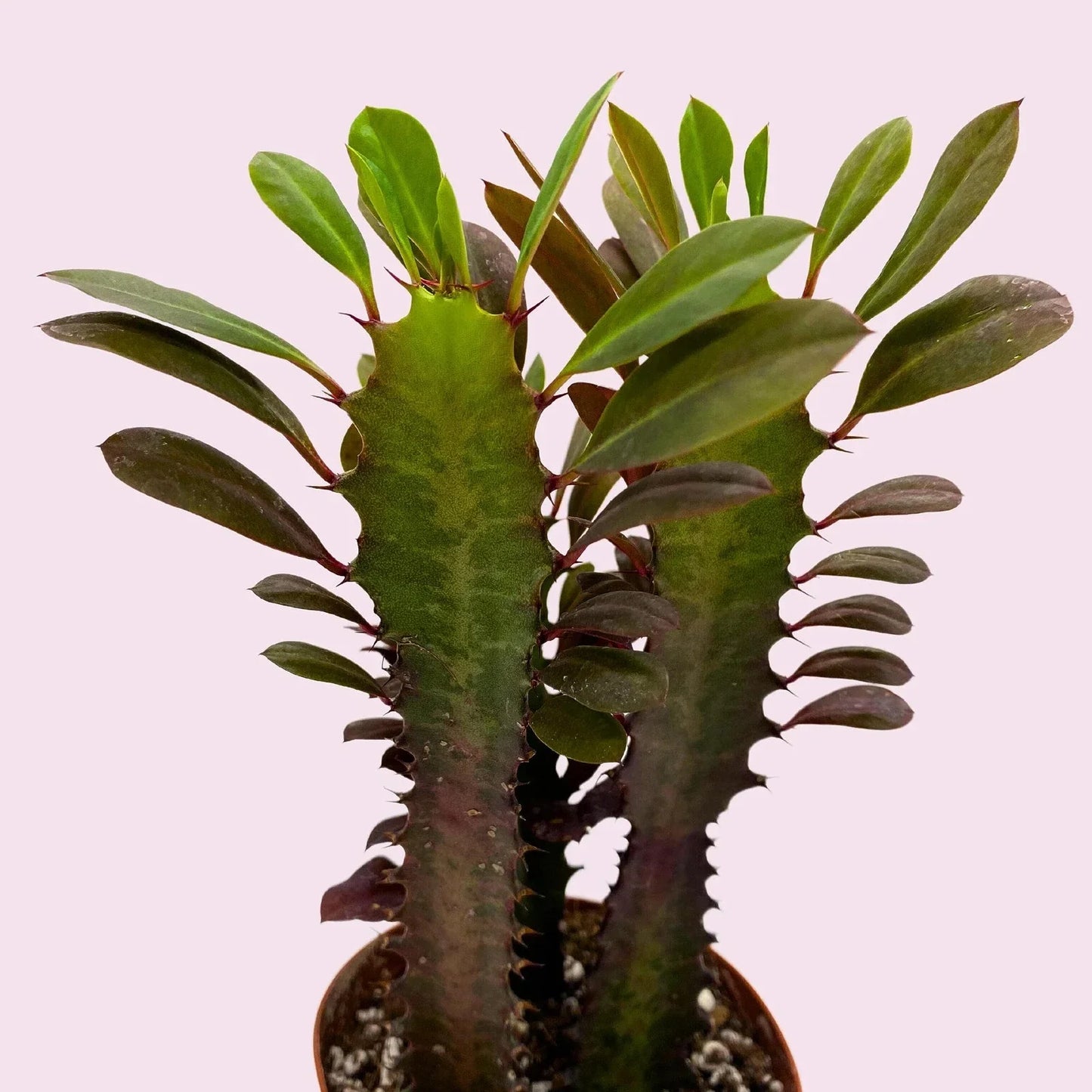 African Milk Tree Cuttings - Euphorbia trigona - Easy Care Succulent for Indoor & Outdoor Gardening
