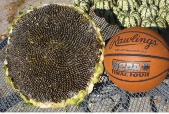 Giant Mongolian Sunflower Seeds - 50+ Non-GMO Heirloom Helianthus annuus for Tall, Vibrant Yellow Blooms