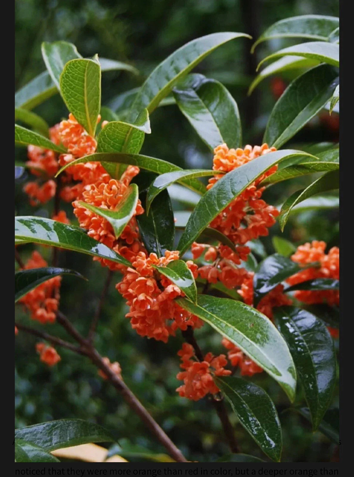 Osmanthus fragrans 'Beni Kin Mokusei' Rooted Starter Plant – Red Sweet Tea Olive, Fragrant Flowers, Bushy, Drought-Tolerant