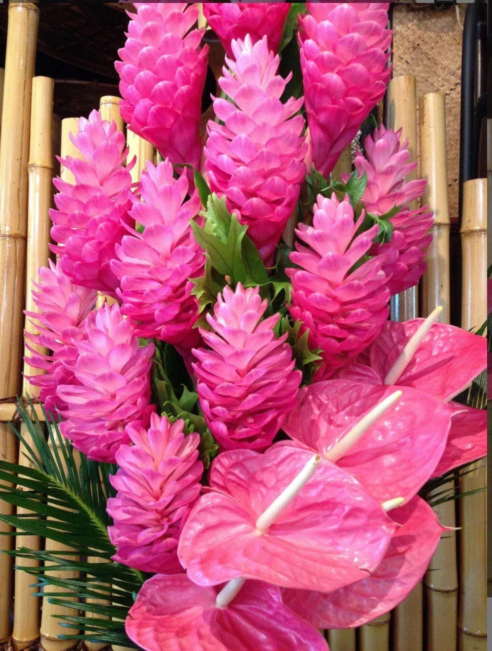 Hawaiian Hot Pink Ginger Plant - Small Rooted Starter - Alpinia purpurata - Tropical Flowering Perennial for Garden or Indoor