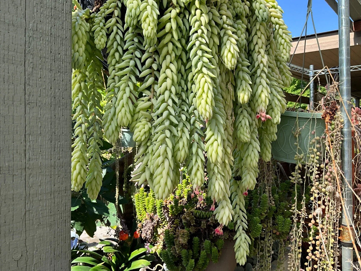 Burro's Tail Succulent Cuttings - Lot of 5, 4-inch Sedum morganianum trailing plant for hanging baskets