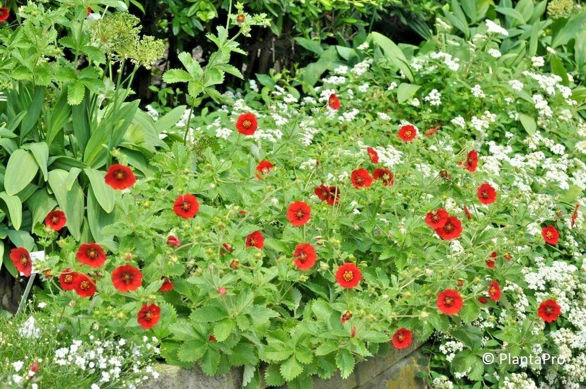 Scarlet Cinquefoil Seeds - Potentilla fruticosa Native Perennial Shrub
