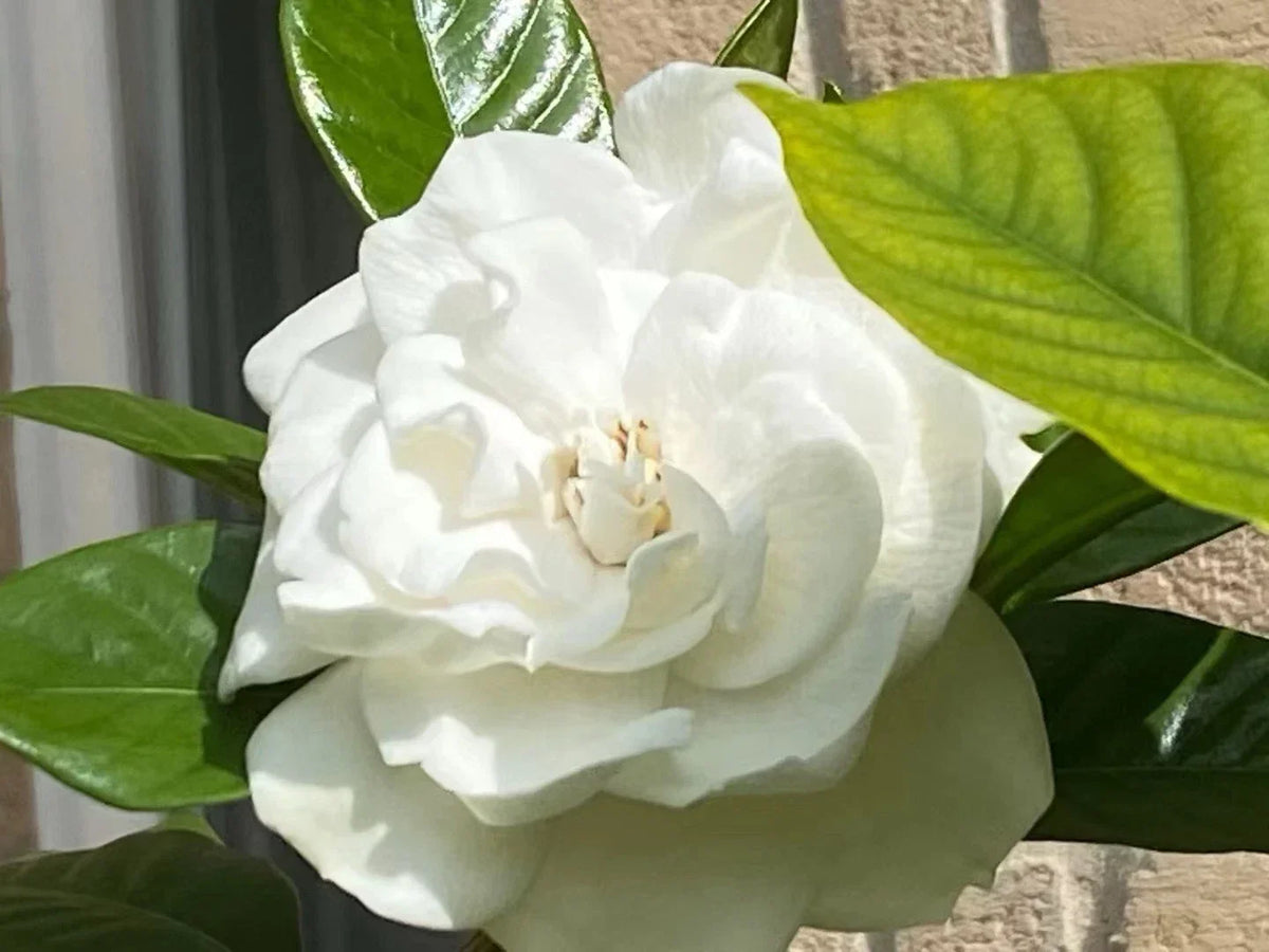 Gardenia jasminoides cuttings, August Beauty White Gardenia, Fragrant Shrub Propagation, Easy Maintenance Plant Cuttings
