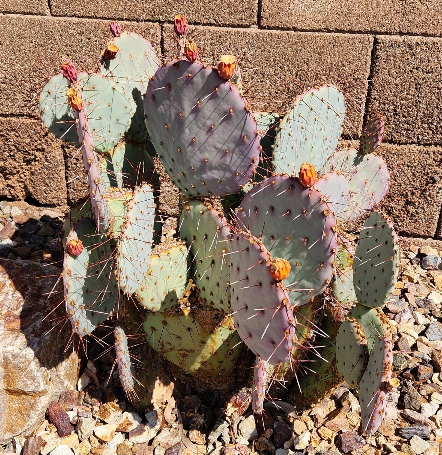 Opuntia Macrocentra Black Spine Prickly Pear Cactus Cutting Pad – Live Succulent Plant for Garden or Indoor Decor