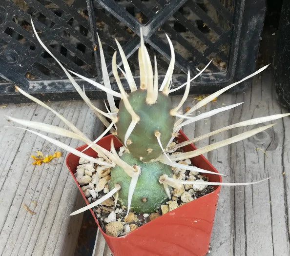 Tephrocactus articulatus v. papyracanthus Paper Spine Cactus Nuggets - Lot of 4 Unique Succulents for Home Decor