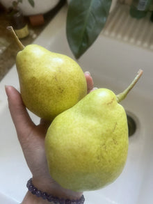 Bartlett Pear Seeds - 5 Pack, Green Fruit, Easy Grow Edible, Non-GMO, Perfect for Smoothies, Pyrus communis