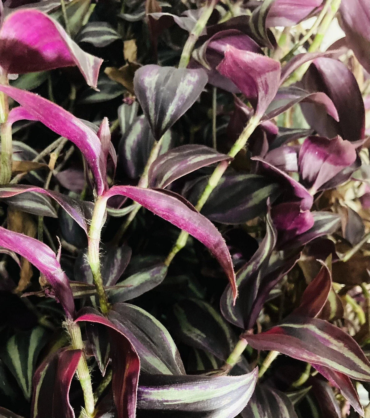 Rooted Plant Cuttings - Burgundy Purple Wandering Jew (Tradescantia Zebrina) - 4 Pack