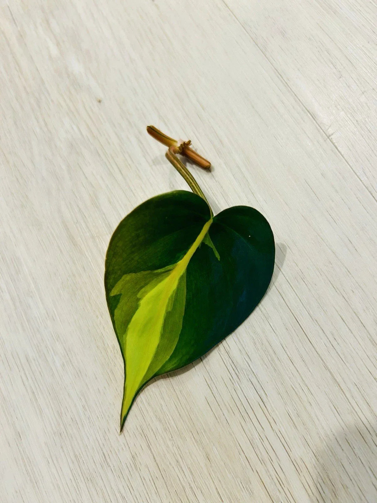 Philodendron Brasil Cutting Nodes for Propagation, Heart-Shaped Leaves, Indoor Houseplant, Philodendron hederaceum 'Brasil'