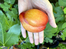 European Plum Cuttings - Edible Landscaping, Very Delicious Huge Fruits, Prunus domestica