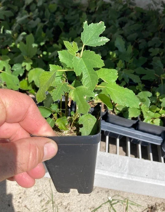 Beer’s Black Dwarf Fig Tree – Dwarf Self-Fertile Bare Root Plant – Ficus carica – Compact Patio-Friendly Fruit Tree