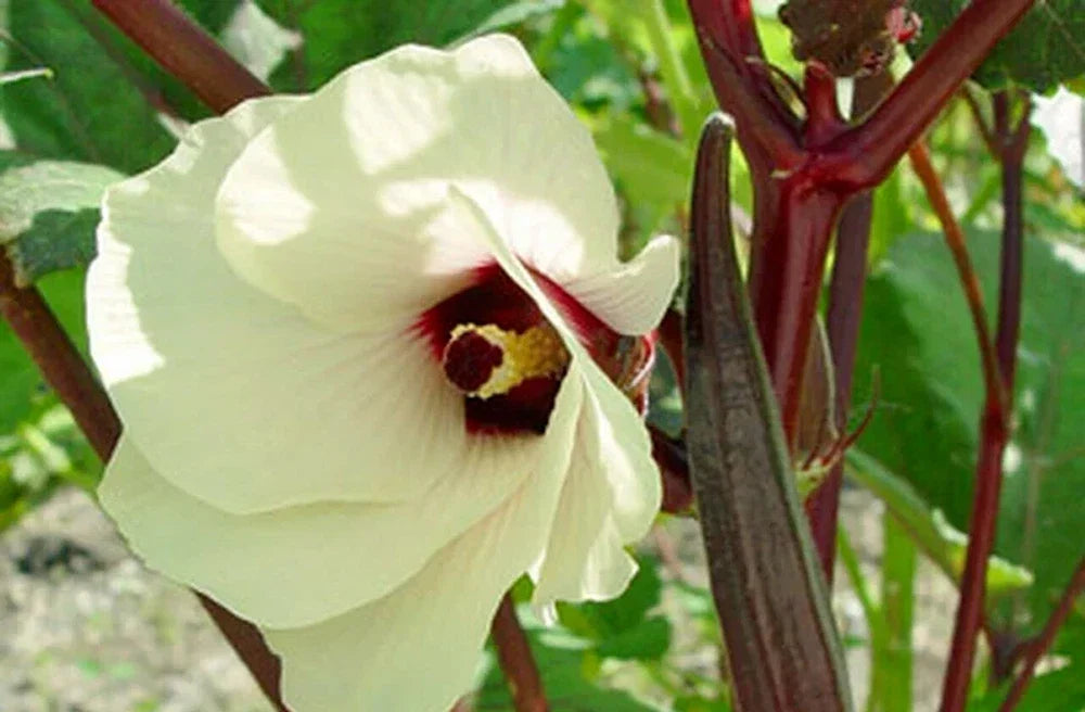 Red Burgundy Okra Seeds - 100 Pack, Heirloom Vegetable Seeds for Garden, Abelmoschus esculentus, Colorful Pods, Easy to Grow