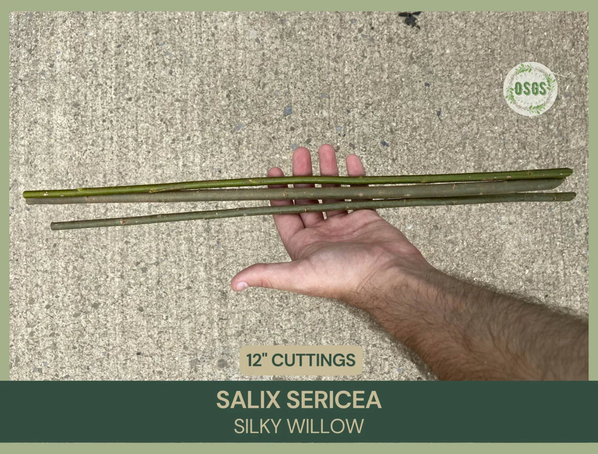 Silky Willow Cuttings – 12" Fresh Salix sericea Native Plant for Gardening, Hedges & Privacy Screens