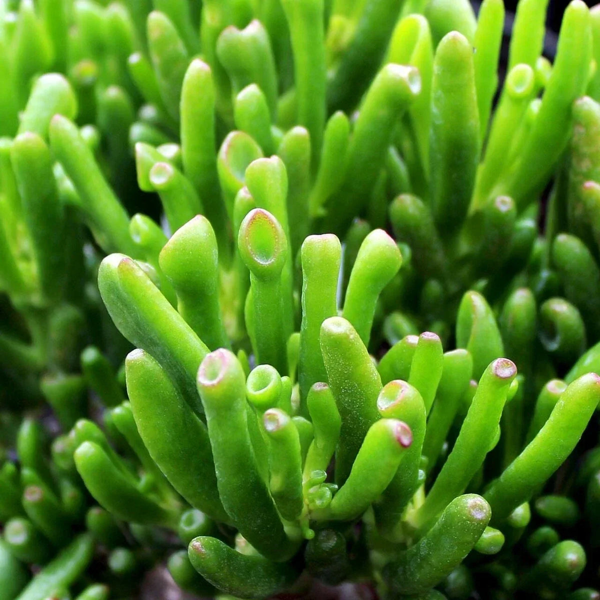 Crassula Ovata 'Gollum' Succulent Cuttings – 3-inch Gollum Jade Indoor Plant Propagation