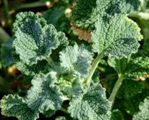 Horehound Seeds - Organic Marrubium Vulgare Perennial Herb for Gardens, Medicinal & Culinary Use, 100 Seeds