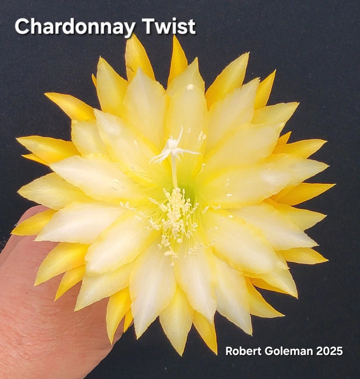 Unrooted Epiphyllum 'Chardonnay Twist' Cutting - Rare Orchid Cactus, Unique Twisting Foliage, Exotic Plant Propagation